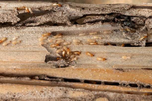 Best Termite Control Services  in Cottonwood Heights, UT