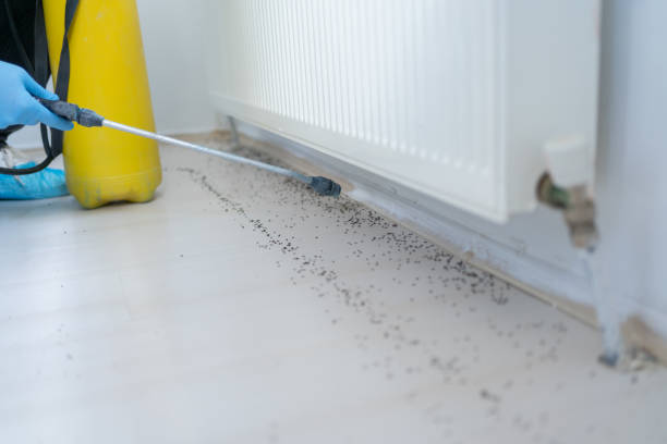 Best Flea Control Services  in Cottonwood Heights, UT